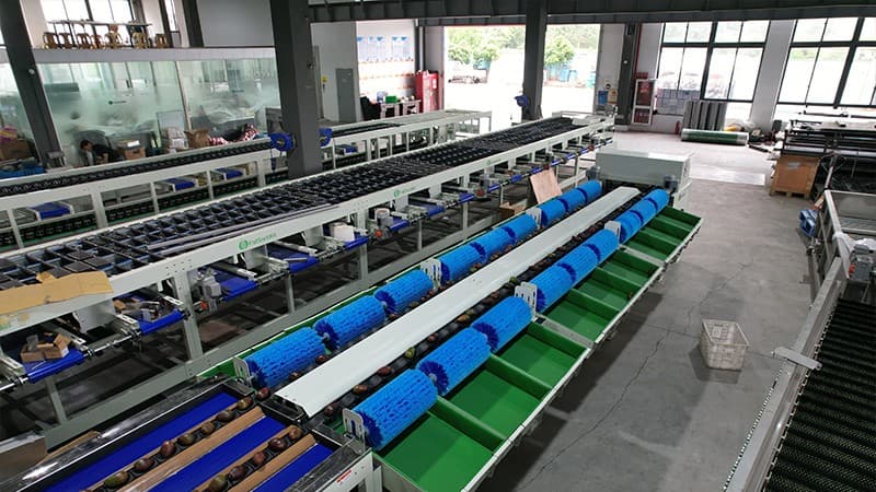 avocado grader.jpg